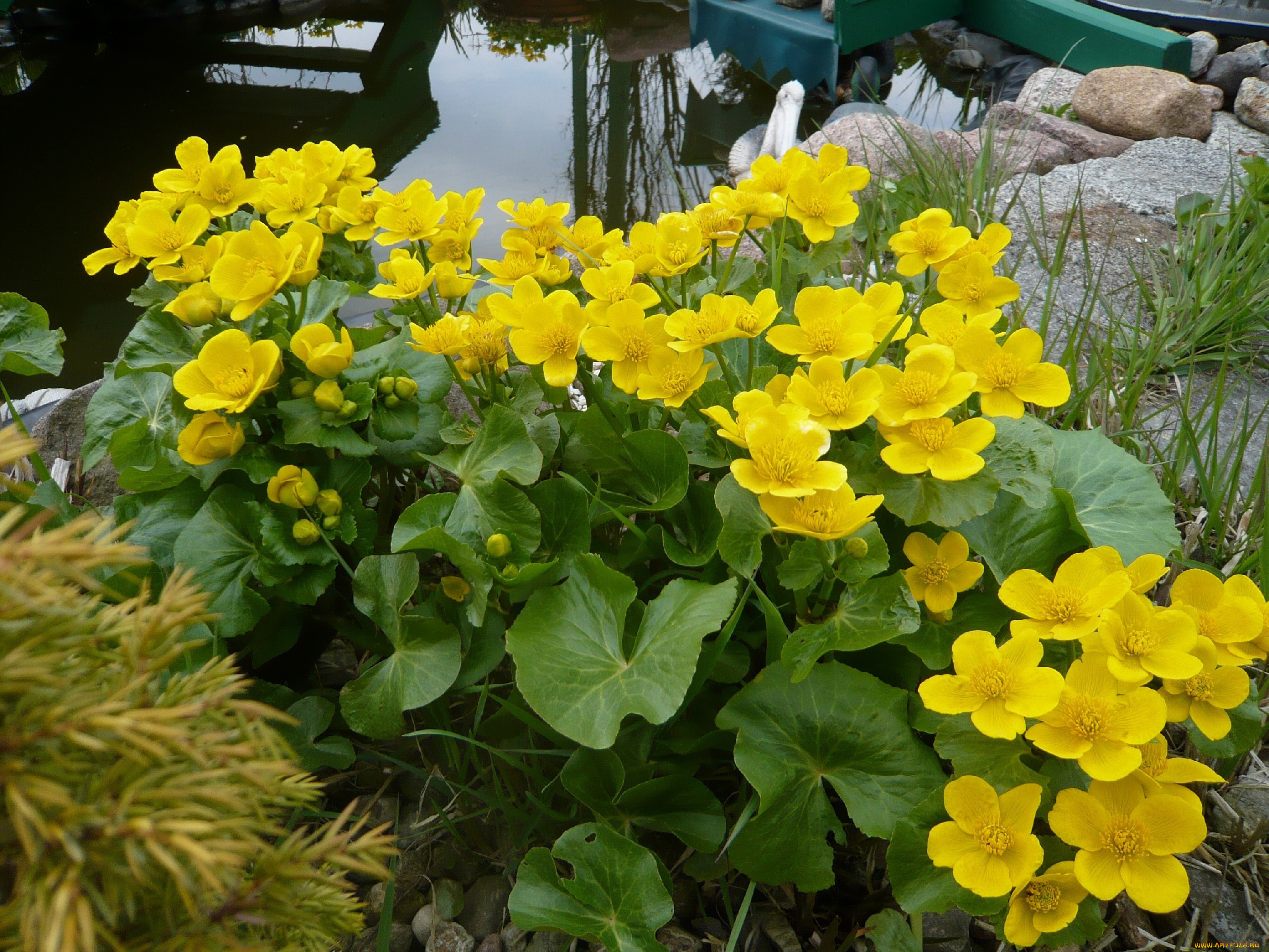 Желтая вода весной. Калужница Болотная. Калужница цветок. Цветет калужница Болотная. Калужница Болотная цветок.